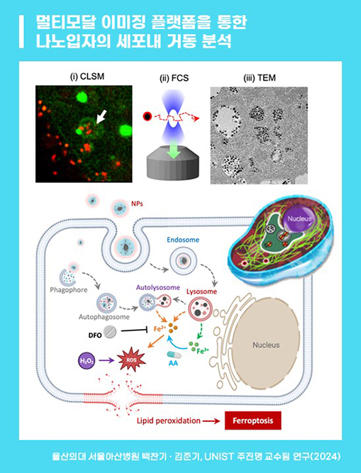 멀티모달 이미징 플랫폼을 통한 나노입자의 세포내 거동 분석 이미지